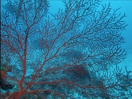 Villogorgia nozzolea 