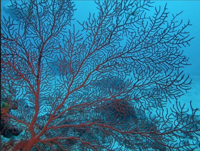 Villogorgia nozzolea 