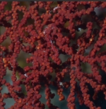 Villogorgia nozzolea 