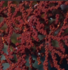 Villogorgia nozzolea 