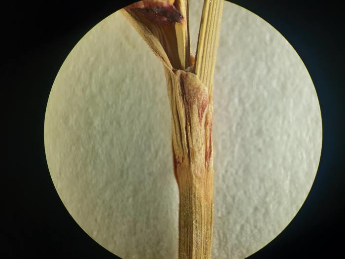 Close-up of lowest bract sheath