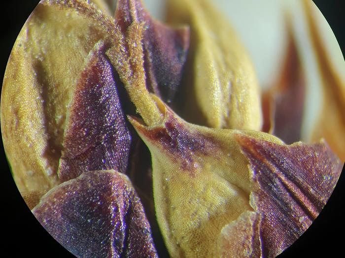 Close-up of perigynia at 60X