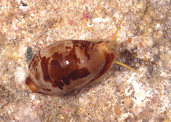 Bistolida kosibayensis S. G. Veldsman &amp; J. H. Veldsman, 2023