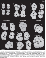 Helenina davescottensis van Hengstum and Bernhard, 2016 topotypes