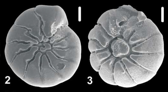 Ammonia abramovichae Hayward and Holzmann,  2021, paratype and topotype