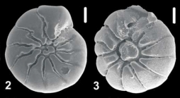 Ammonia abramovichae Hayward and Holzmann,  2021, paratype and topotype