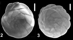 Ammonia abramovichae Hayward and Holzmann, 2021 unsequenced paratype and topotype