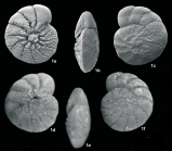 Nautilus beccarii Linnaeus, 1758, lectotype Italy