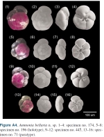 Ammonia bellaria types