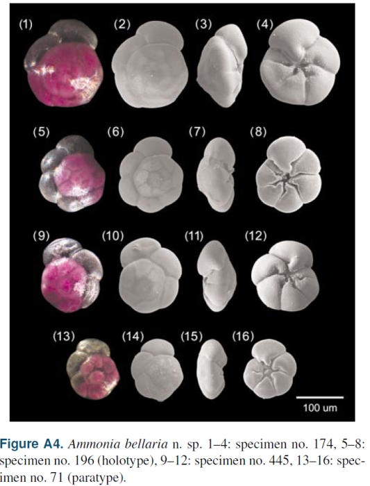 Ammonia bellaria types