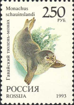 Monachus schauinslandi Monachus schauinslandi