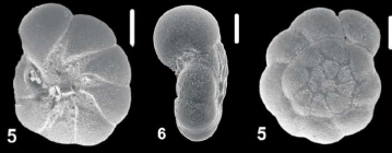 Ammonia caspica Shchedrina 1968, unsequenced specimen