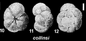 Ammonia collinsi (Parr 1932), holotype from Australia, Victoria, Port Fairy