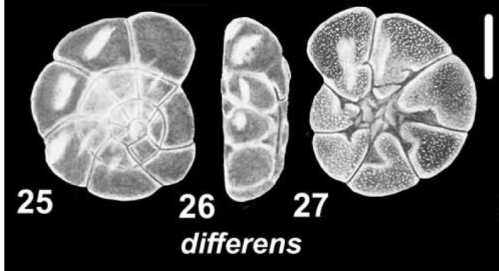 Ammonia differens McCulloch 1977, holotype, from Japan,