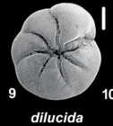 Ammonia dilucida Shchedrina 1984, unsequenced specimen, Palau