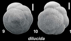 Ammonia dilucida Shchedrina 1984, IGUT14203, unsequenced specimen,