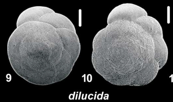 Ammonia dilucida Shchedrina 1984, IGUT14203, unsequenced specimen,