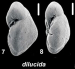 Ammonia dilucida Shchedrina 1984, unsequenced specimen, Palau