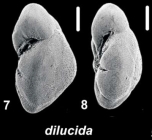 Ammonia dilucida Shchedrina 1984, unsequenced specimen, Palau