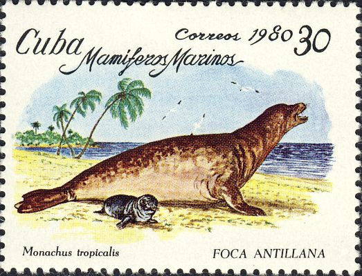 Monachus tropicalis Monachus tropicalis