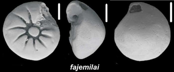 Ammonia fajemilai Hayward and Holzmann, n. sp., unsequenced specimen, Gulf of Guinea