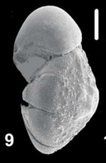 Ammonia goldsteinae Hayward and Holzmann, 2021, unsequenced paratype
