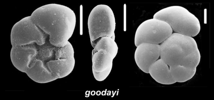 Ammonia goodayi Hayward and Holzmann, 2021, unsequenced specimen, Australia