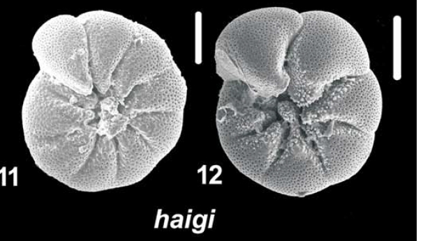 Ammonia haigi Hayward and Holzmann, 2021, T25