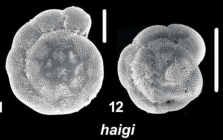 Ammonia haigi Hayward and Holzmann, 2021, T25, W Australia
