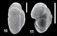 Ammonia haigi Hayward and Holzmann, 2021, T25