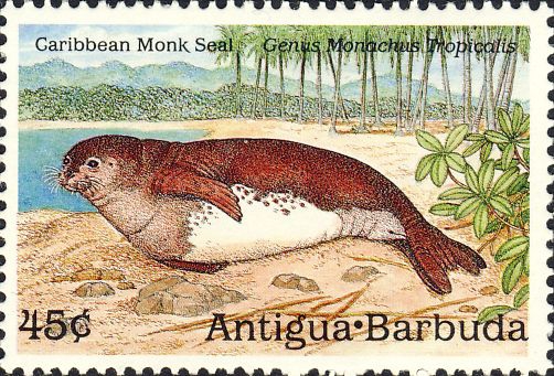 Monachus tropicalis Monachus tropicalis