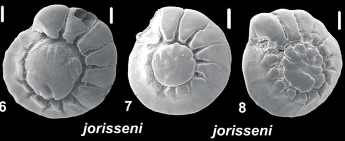 Ammonia jorisseni Hayward, Holzmann and Renjaan 2021, unsequenced specimens
