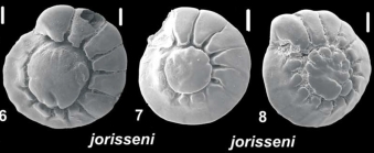 Ammonia jorisseni Hayward, Holzmann and Renjaan 2021, unsequenced specimens