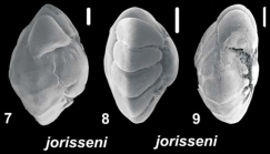 Ammonia jorisseni Hayward, Holzmann and Renjaan 2021, unsequenced specimens