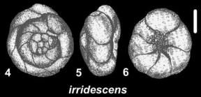 Ammonia irridescens (Arnal 1958), holotype, Salton Sea