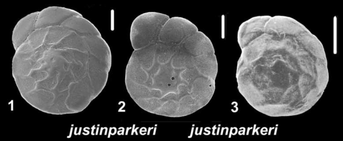 Ammonia justinparkeri Hayward and Holzmann, 2021, paratype and unsequenced specimens