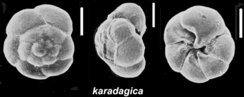 Ammonia karadagica (Dolgopolskya and Pauli 1931), unsequenced specimen