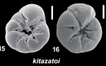 Ammonia kitazatoi Hayward and Holzmann, 2021, T10, sequenced topotype and unsequenced specimen