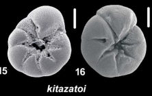 Ammonia kitazatoi Hayward and Holzmann, 2021, T10, sequenced topotype and unsequenced specimen