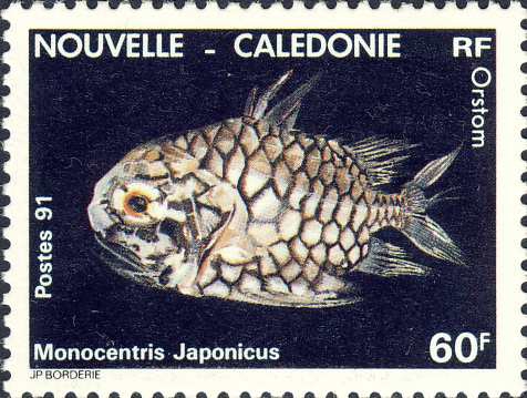 Monocentris japonicus Monocentris japonicus