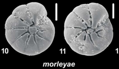 Ammonia morleyae Hayward and Holzmann, 2021, T12,  sequenced and unsequenced topotypes, New Caledonia, 