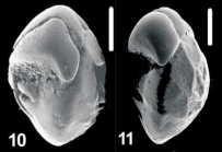 Ammonia morleyae Hayward and Holzmann, 2021, T12,sequenced and unsequenced topotypes,