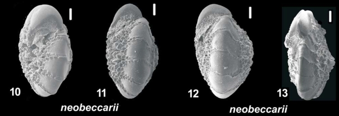 Ammonia neobeccarii Shchedrina and Mayer 1975, unsequenced specimens