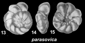 Ammonia parasovica Shchedrina and Mayer 1975, holotype
