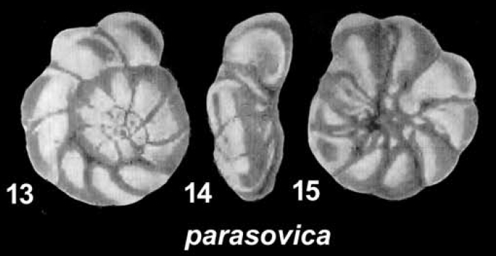 Ammonia parasovica Shchedrina and Mayer 1975, holotype