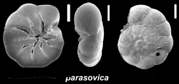 Ammonia parasovica Shchedrina and Mayer 1975, unsequenced specimen