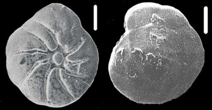 Ammonia parkinsoniana (d’Orbigny 1839), neotype,