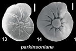 Ammonia parkinsoniana (dOrbigny 1839), unsequenced specimens
