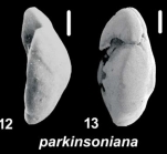 Ammonia parkinsoniana (d’Orbigny 1839), unsequenced specimens