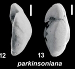 Ammonia parkinsoniana (dOrbigny 1839), unsequenced specimens